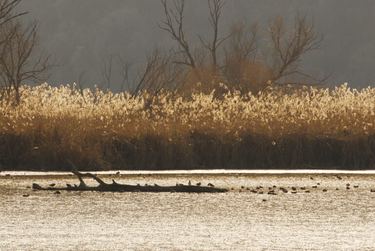 SABATO 8 GIUGNO 2019. LA RISERVA NATURALE REGIONALE NAZZANO TEVERE-FARFA. “Il sentiero del fiume”. La Navigazione sul Tevere.