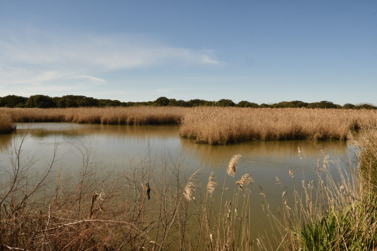 SABATO 4 MARZO 2023. ITINERARI LAZIALI. LE OASI DEL WWF NEL LAZIO: MACCHIAGRANDE.